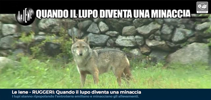 Lupi che predano cani: comprendere il fenomeno e come comportarsi - Io non  ho paura del lupo